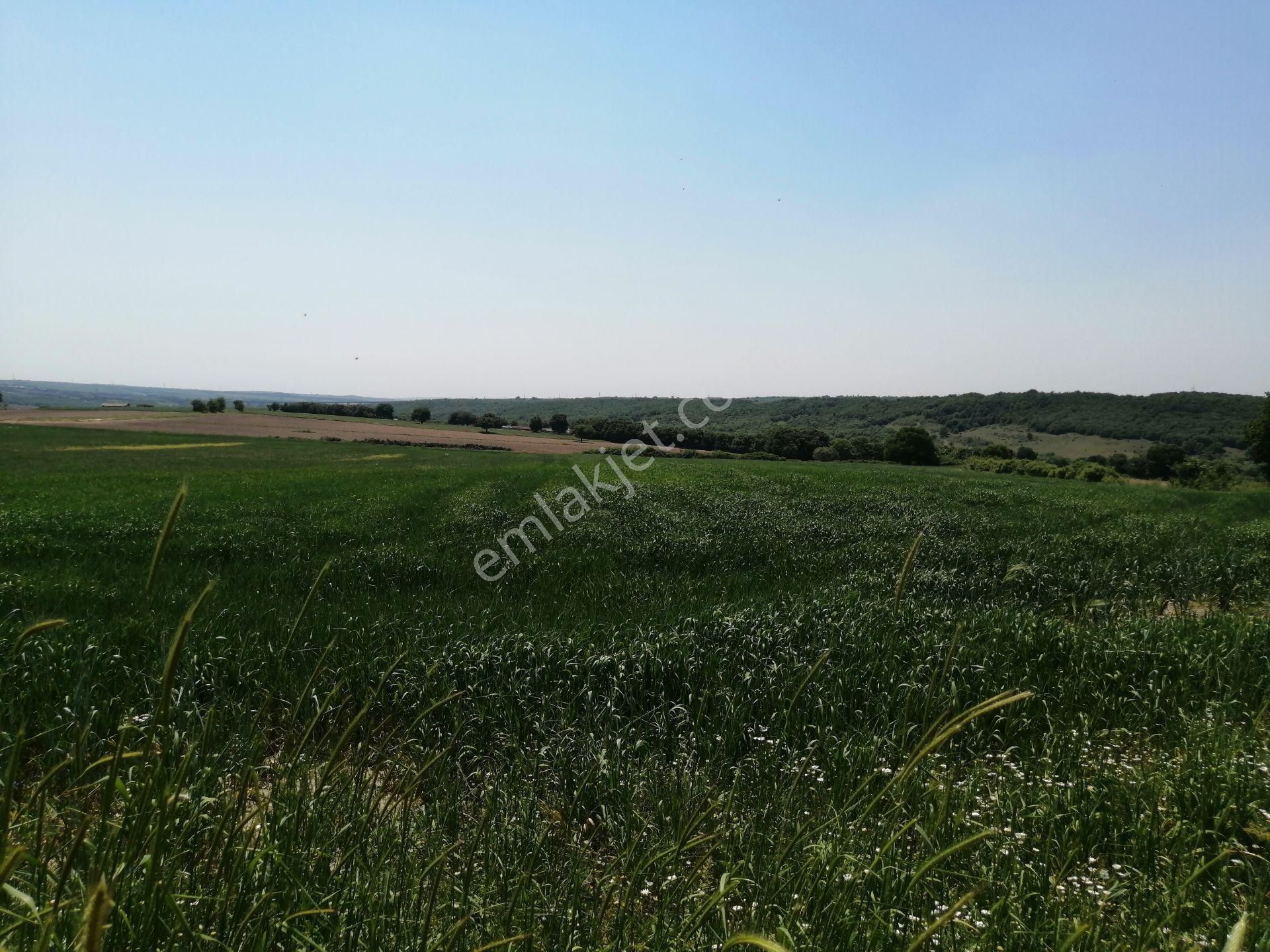 Ege Gayrimenkul Den Büyükcavusluda 9000 M2 — fotoğraf 7