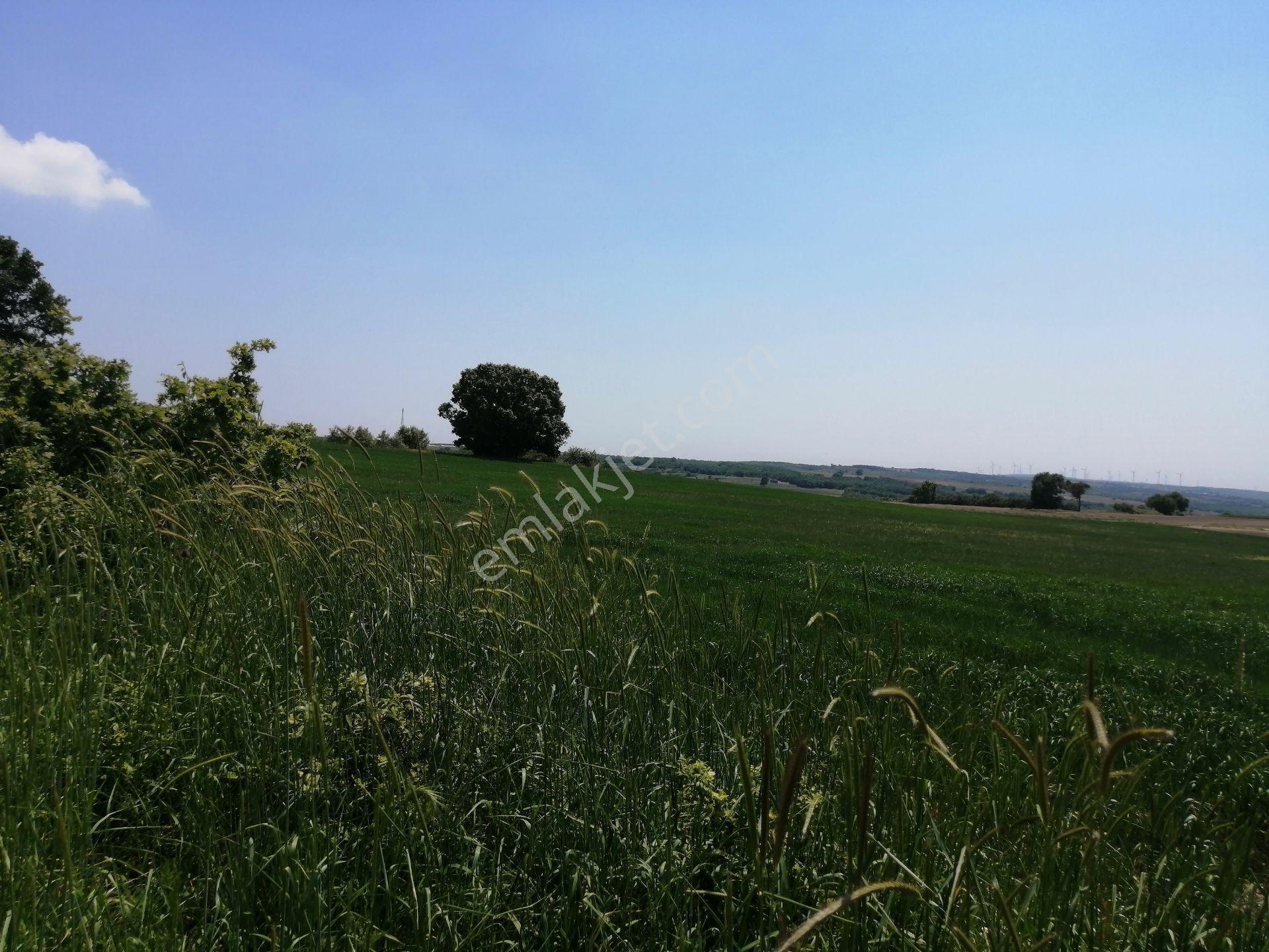 Ege Gayrimenkul Den Büyükcavusluda 9000 M2 — fotoğraf 10