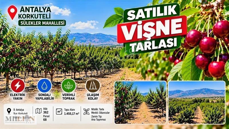 Korkuteli Süleklerde Verimli Vişne Tarlası Satılık Fırsatı Acil — fotoğraf 2