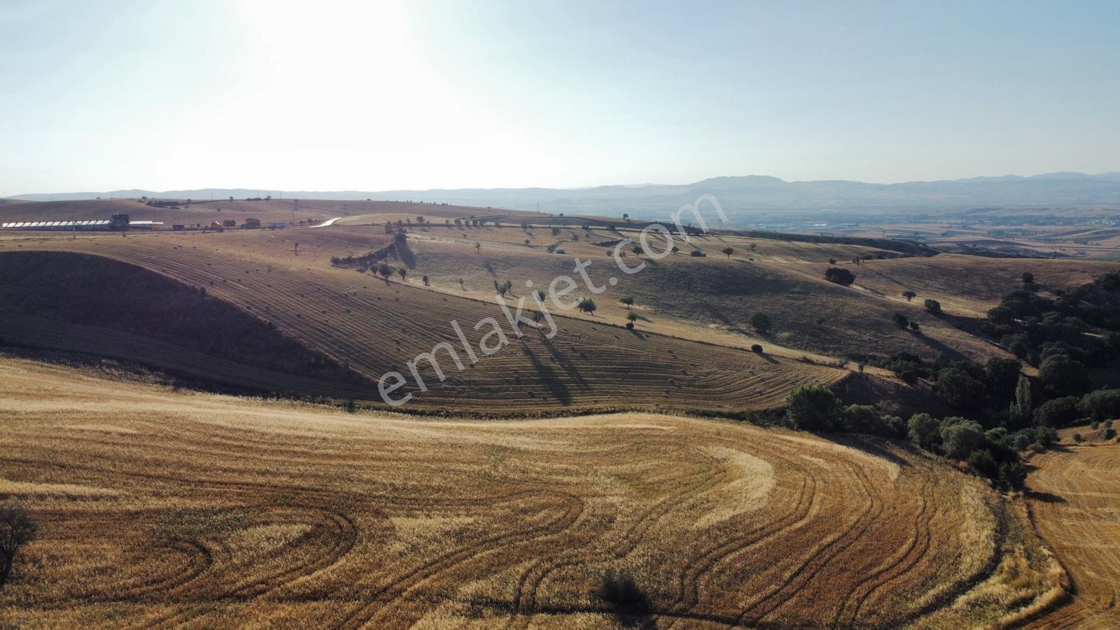 *çardakbagın Da 60 Dönüm (kök) Tek Tapu*- — fotoğraf 2