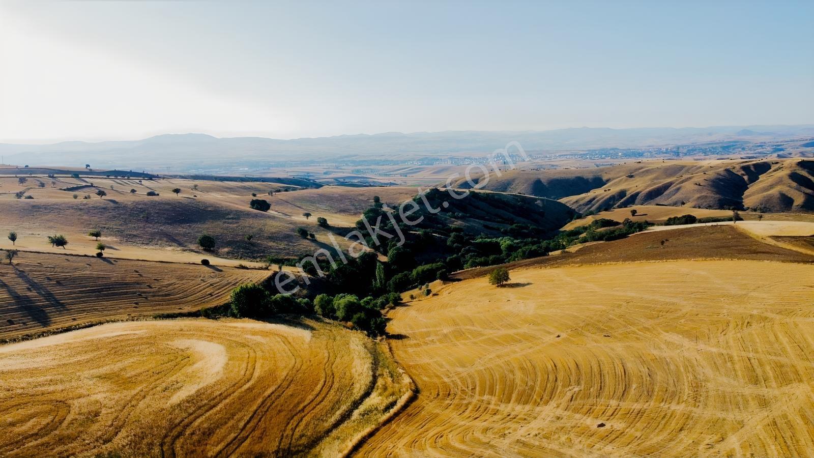 *çardakbagın Da 60 Dönüm (kök) Tek Tapu*- — fotoğraf 13