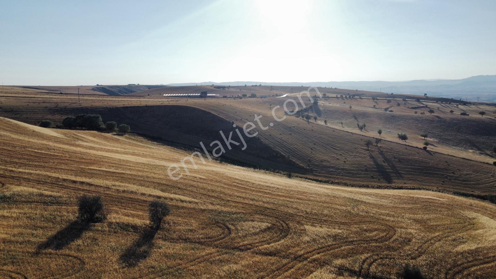 *çardakbagın Da 60 Dönüm (kök) Tek Tapu*- — fotoğraf 19
