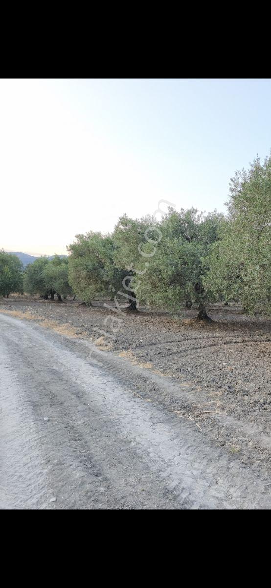 Asırlık Ağaçlarla Hasata Hazır 4.5 Dönüm Tek Tapu Zeytinlik! — fotoğraf 6