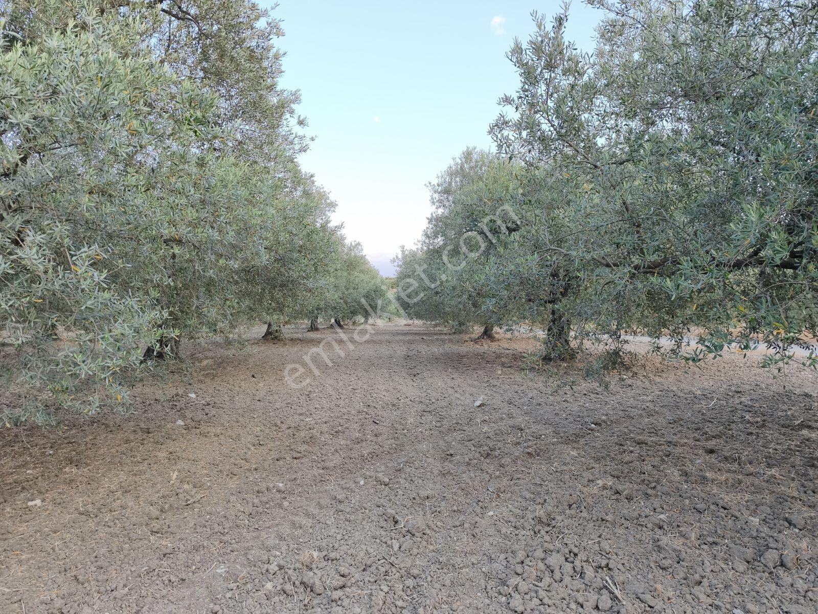Asırlık Ağaçlarla Hasata Hazır 4.5 Dönüm Tek Tapu Zeytinlik! — fotoğraf 7