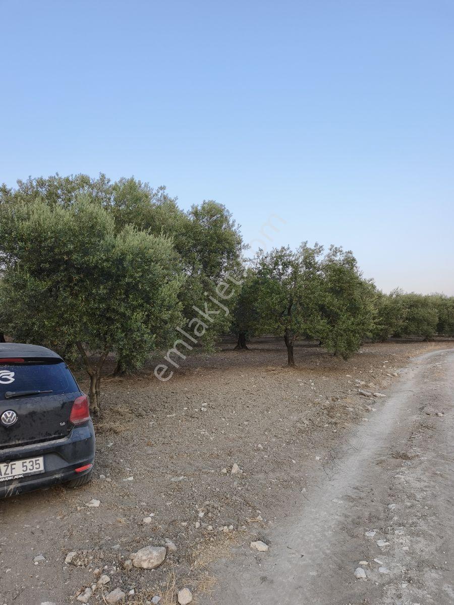 Asırlık Ağaçlarla Hasata Hazır 4.5 Dönüm Tek Tapu Zeytinlik! — fotoğraf 8