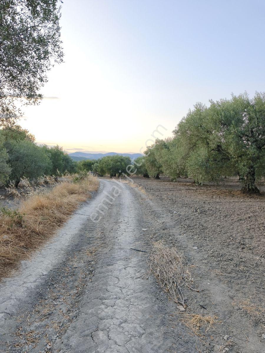 Asırlık Ağaçlarla Hasata Hazır 4.5 Dönüm Tek Tapu Zeytinlik! — fotoğraf 9