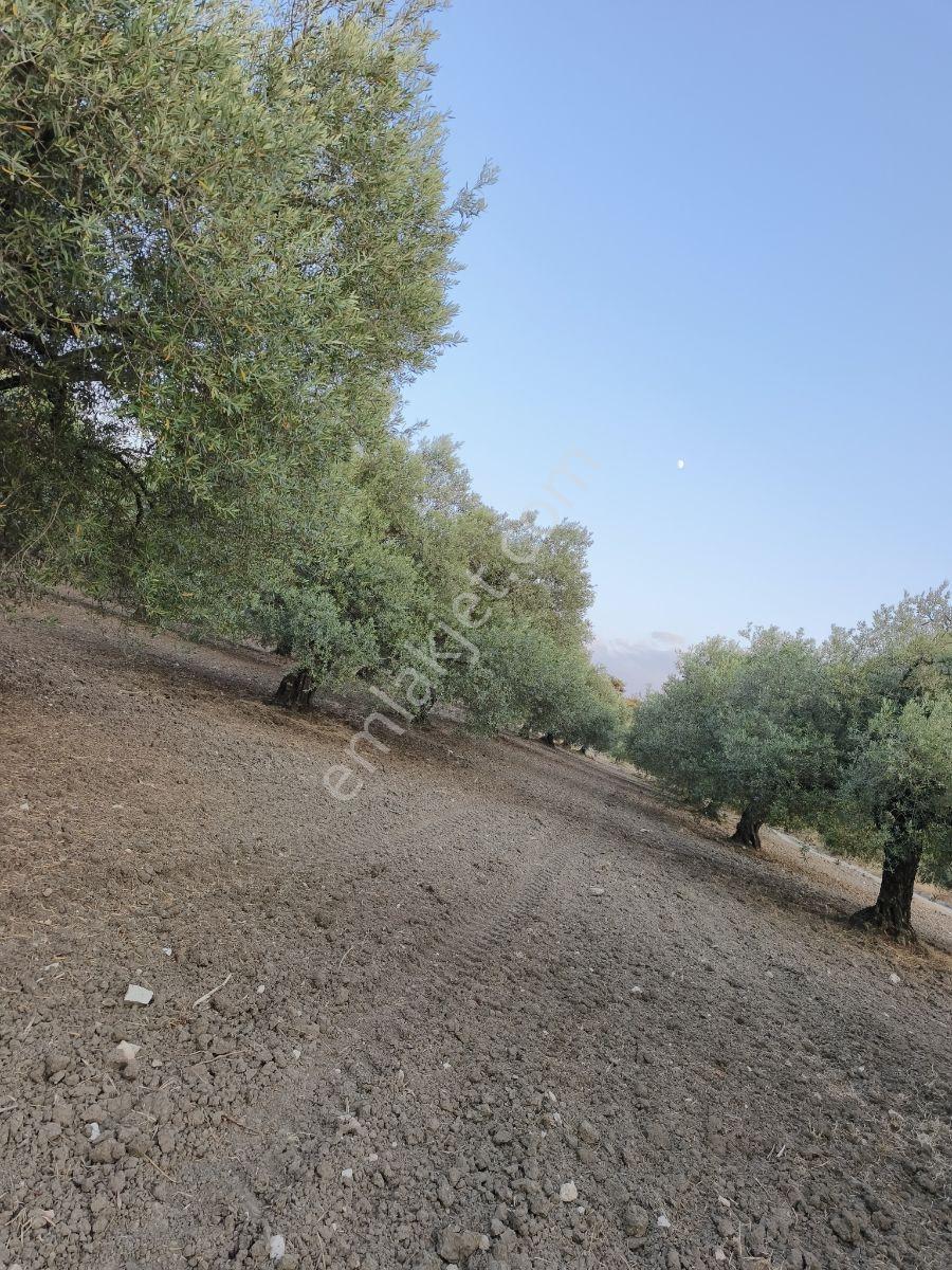 Asırlık Ağaçlarla Hasata Hazır 4.5 Dönüm Tek Tapu Zeytinlik! — fotoğraf 16