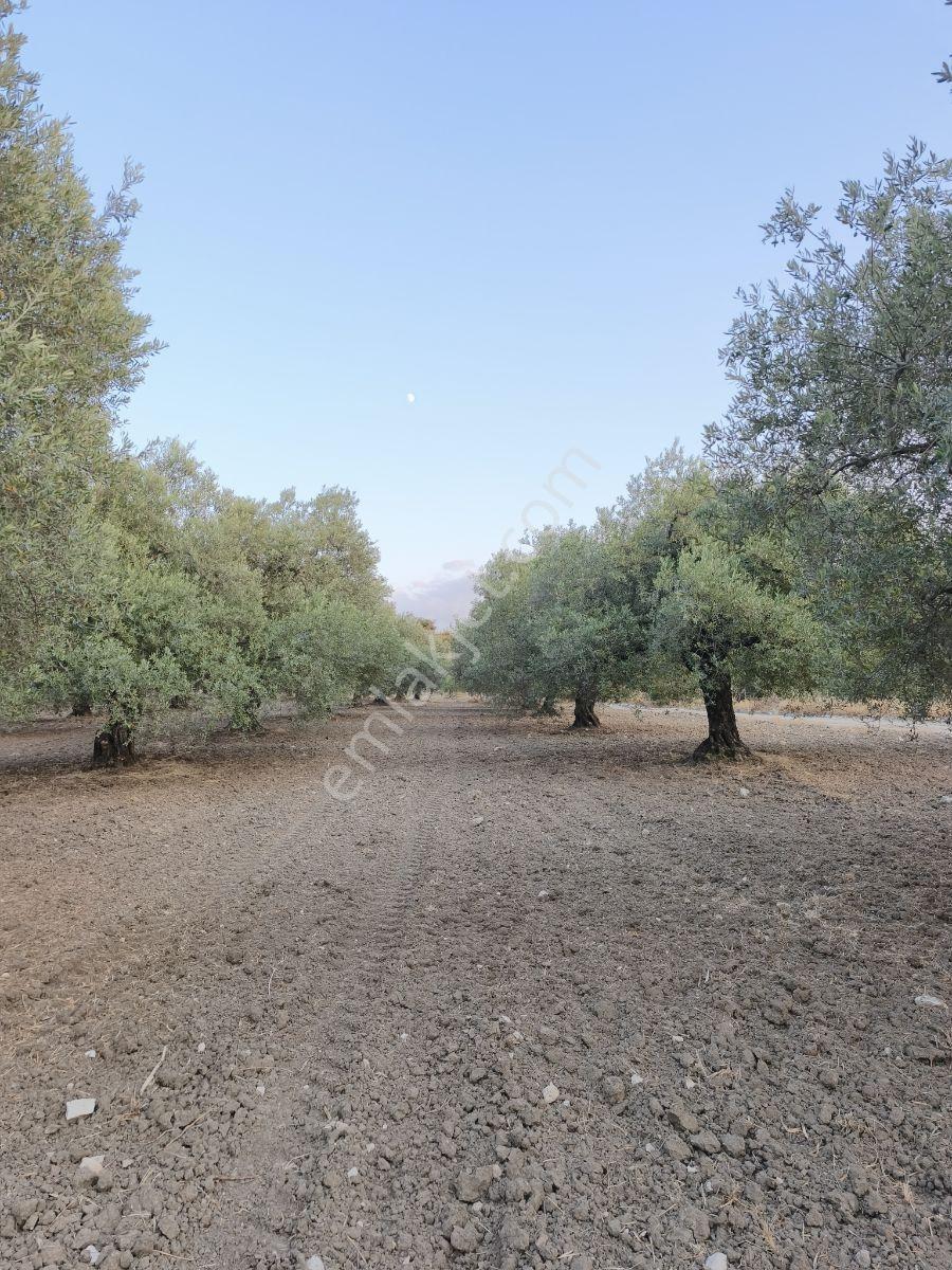 Asırlık Ağaçlarla Hasata Hazır 4.5 Dönüm Tek Tapu Zeytinlik! — fotoğraf 17