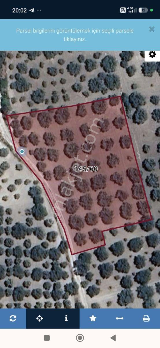 Asırlık Ağaçlarla Hasata Hazır 4.5 Dönüm Tek Tapu Zeytinlik! — fotoğraf 18