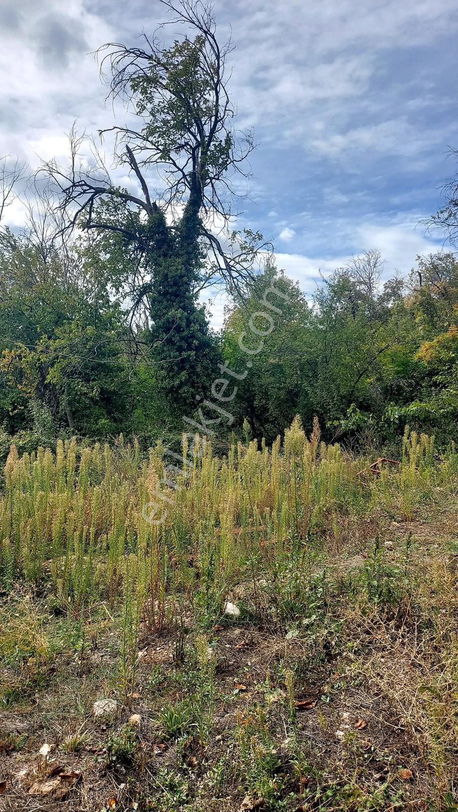 Isparta Sütçüler İlçede Satılık Tek Tapu 290 M2 — fotoğraf 7