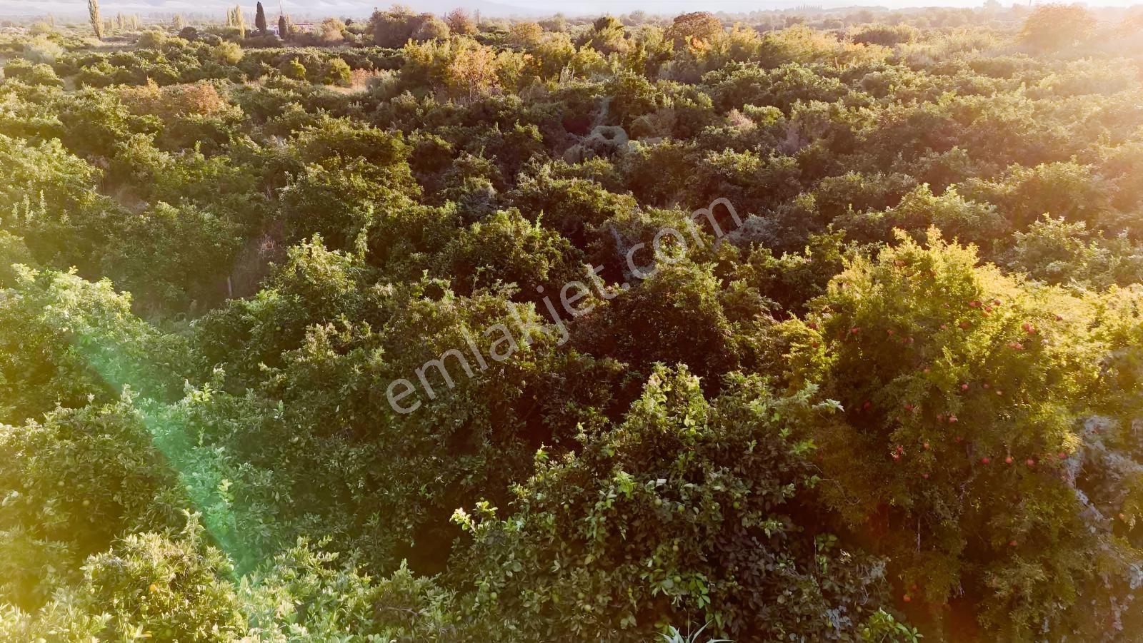 Kuyucak Beşeylülde Merkeze Yakın, Yolu Olan Hobi Bahçesi — fotoğraf 6
