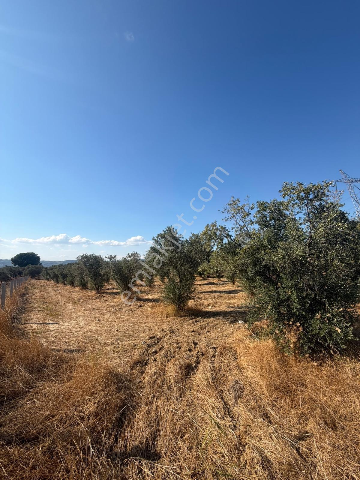 İzmir Torbalı 4.290 M² Satılık Fırsat Zeytinlik — fotoğraf 2