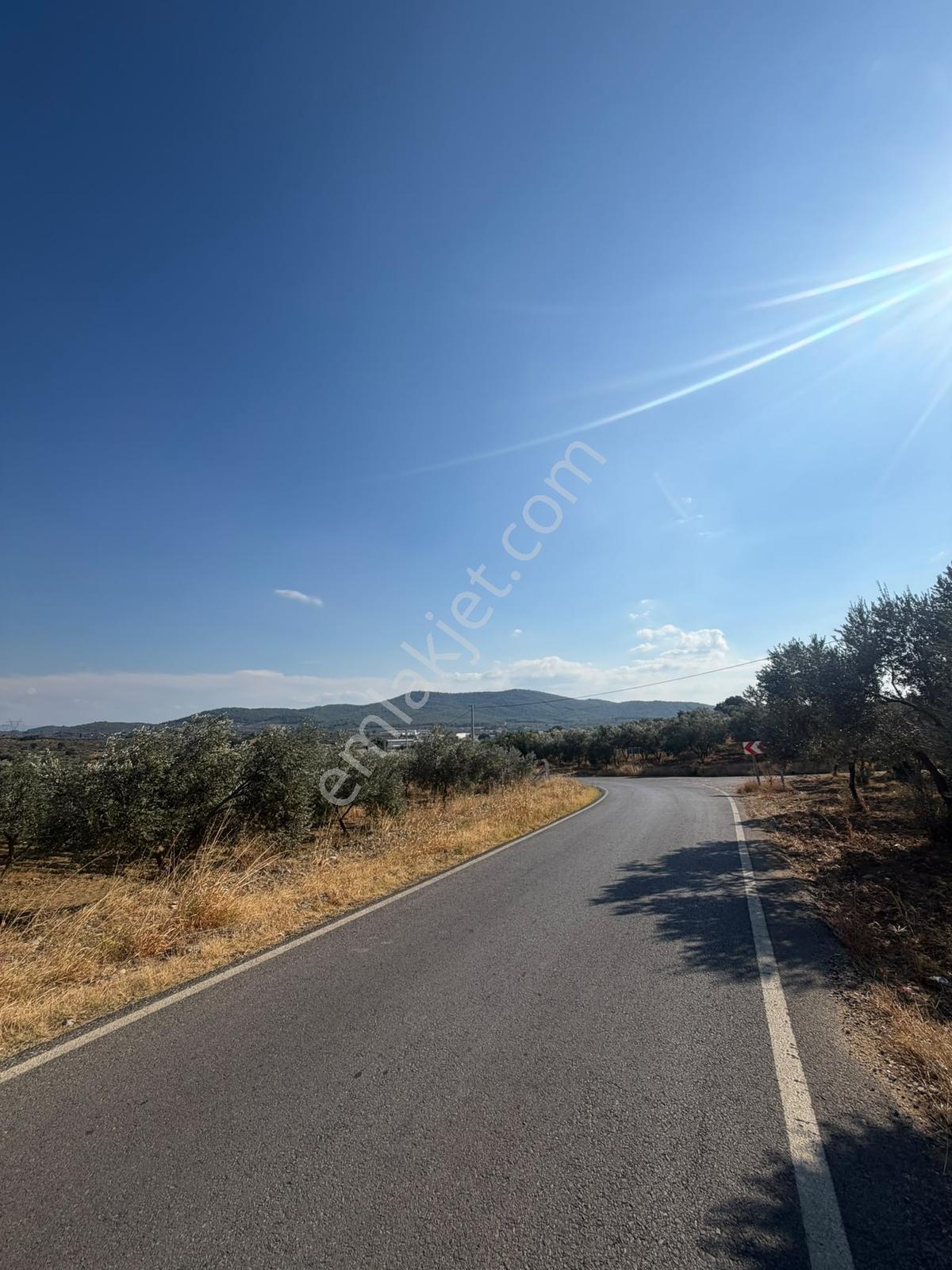 İzmir Torbalı 4.290 M² Satılık Fırsat Zeytinlik — fotoğraf 3