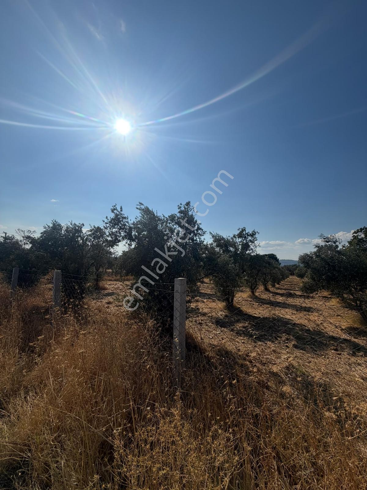 İzmir Torbalı 4.290 M² Satılık Fırsat Zeytinlik — fotoğraf 4