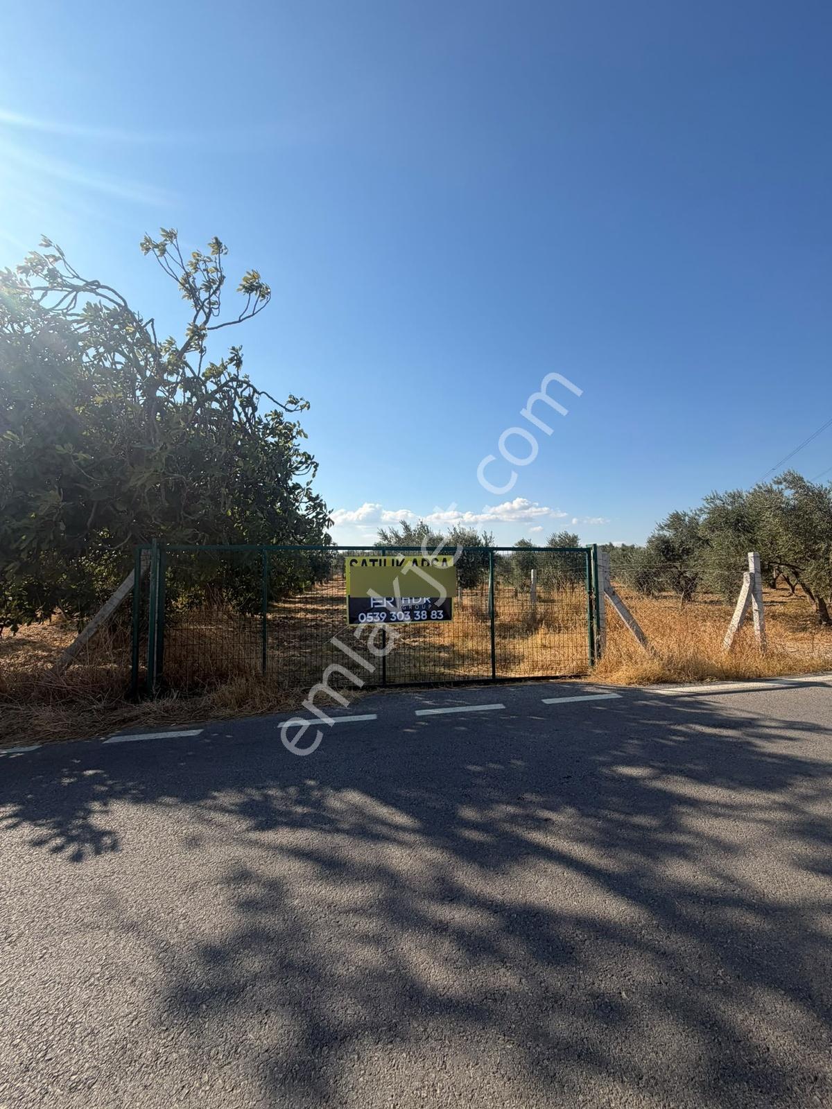 İzmir Torbalı 4.290 M² Satılık Fırsat Zeytinlik — fotoğraf 5