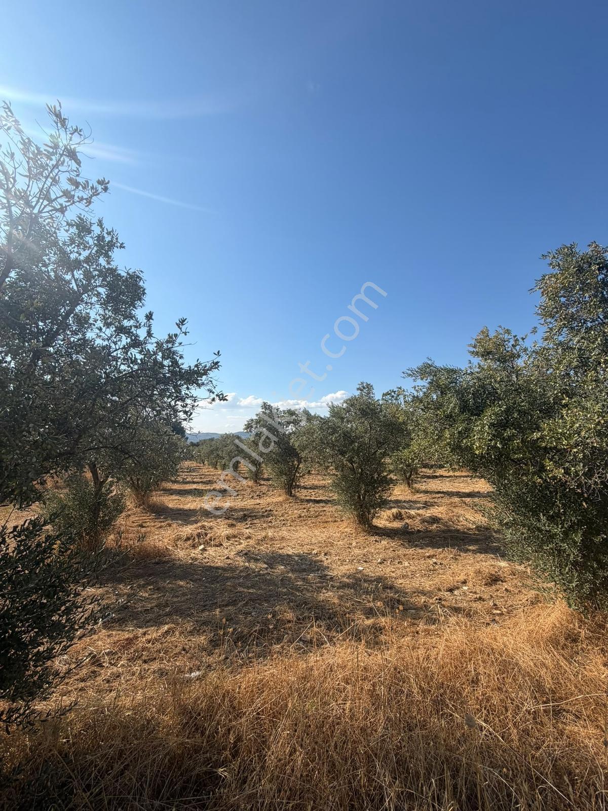 İzmir Torbalı 4.290 M² Satılık Fırsat Zeytinlik — fotoğraf 6