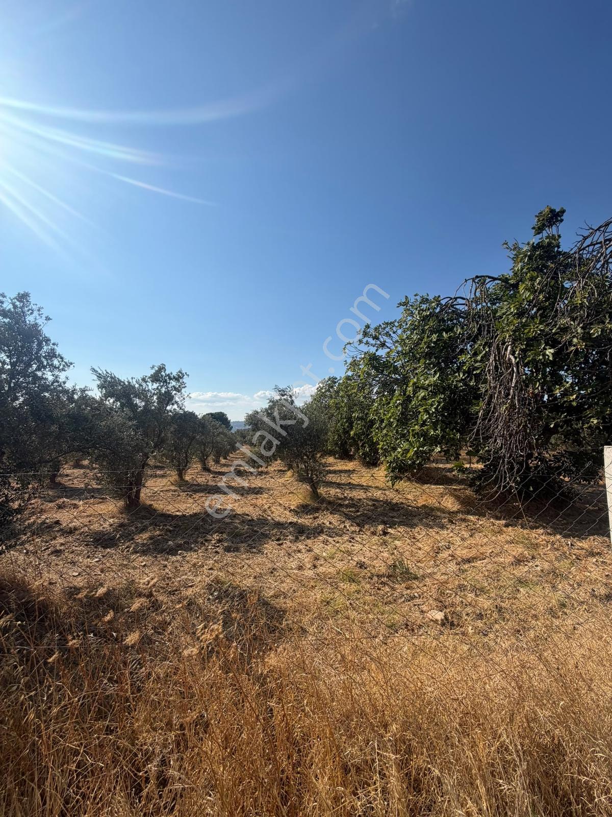 İzmir Torbalı 4.290 M² Satılık Fırsat Zeytinlik — fotoğraf 7