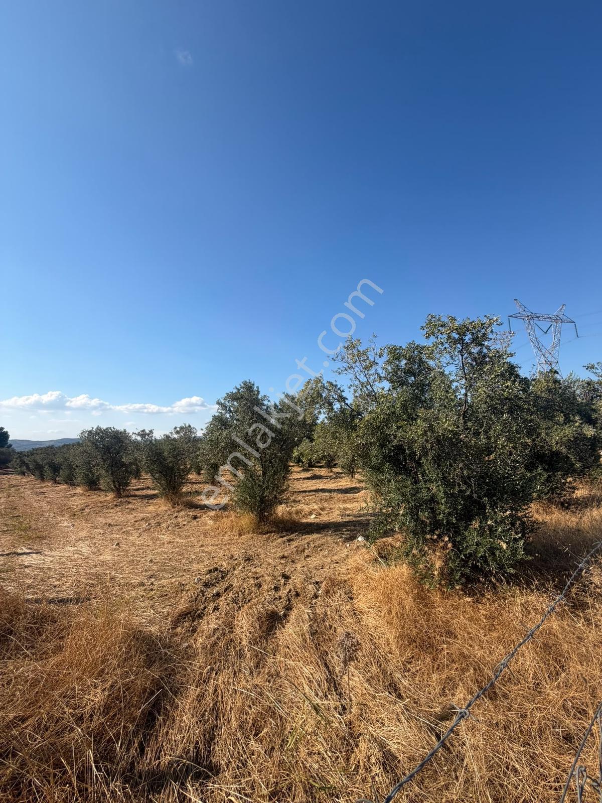 İzmir Torbalı 4.290 M² Satılık Fırsat Zeytinlik — fotoğraf 8