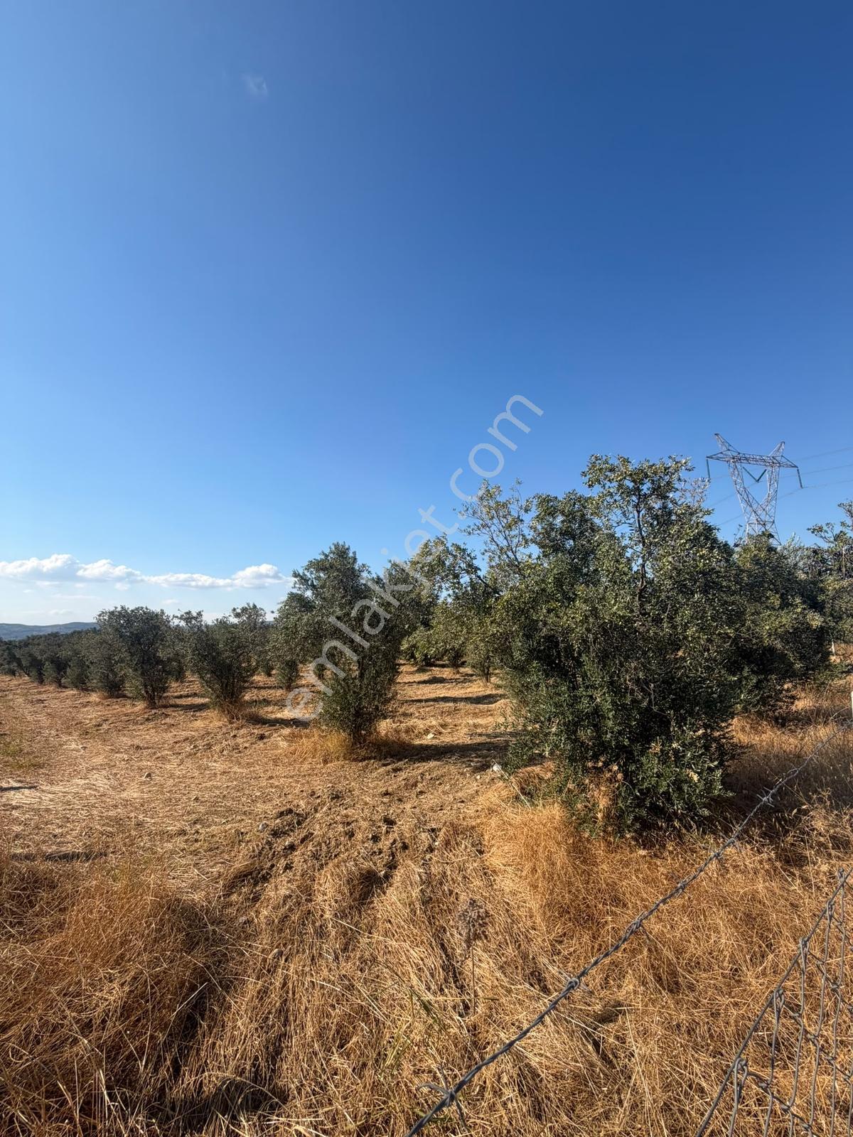 İzmir Torbalı 4.290 M² Satılık Fırsat Zeytinlik — fotoğraf 9