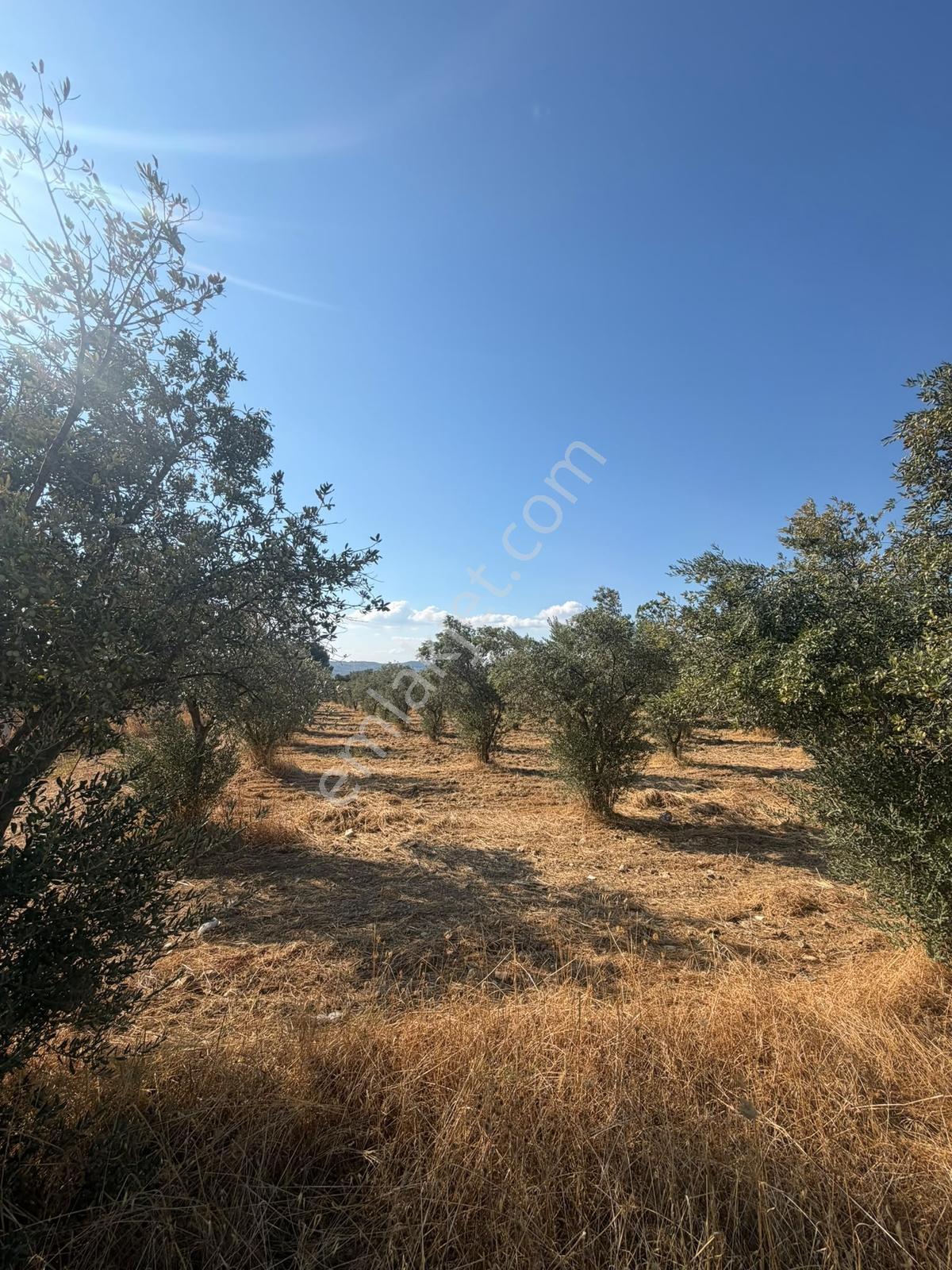 İzmir Torbalı 4.290 M² Satılık Fırsat Zeytinlik — fotoğraf 10
