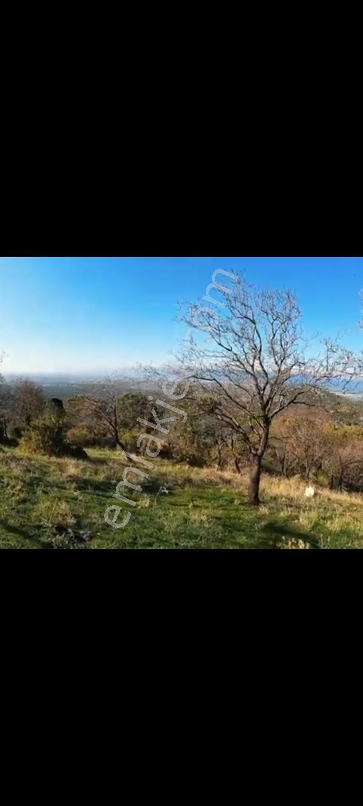 Burhaniye Dutluca Köyünde Full Deniz Manzaralı 669 M2 Arsa — fotoğraf 12