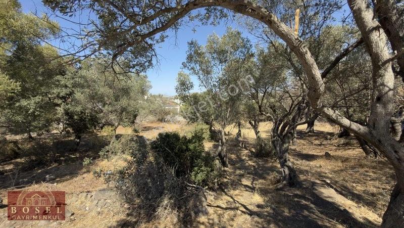 Bodrum Yalıkavak Satılık 4400 M2 Arazi — fotoğraf 2