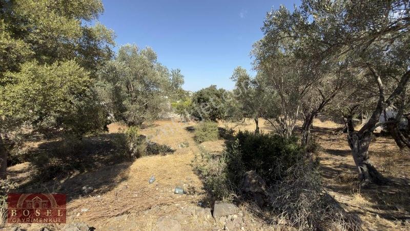 Bodrum Yalıkavak Satılık 4400 M2 Arazi — fotoğraf 3