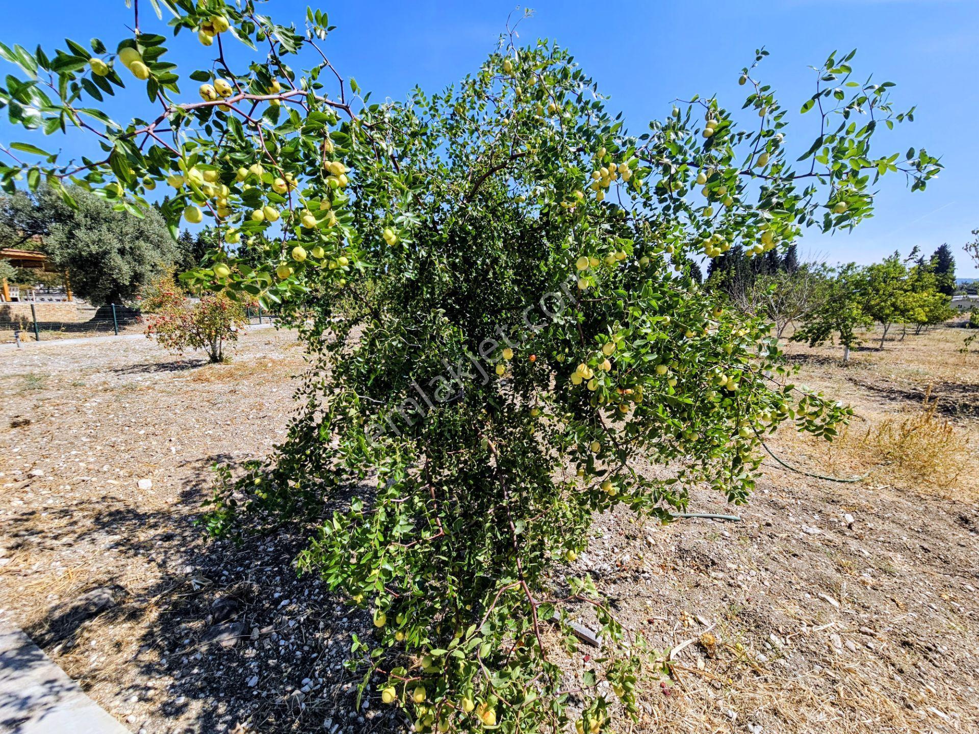 Bülent Ateşci'den Foça Ilıpınar Köyünde 10315 M2 Arazi İçinde Ev — fotoğraf 16