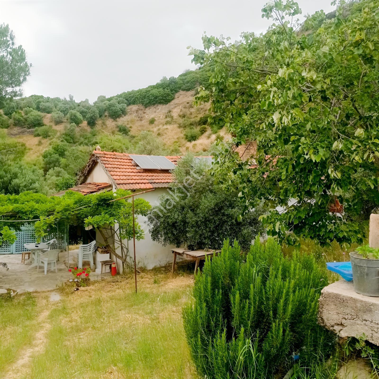Söke Yenikent Mahallesinde Satılık 27 Dönüm Zeytinlik — fotoğraf 2