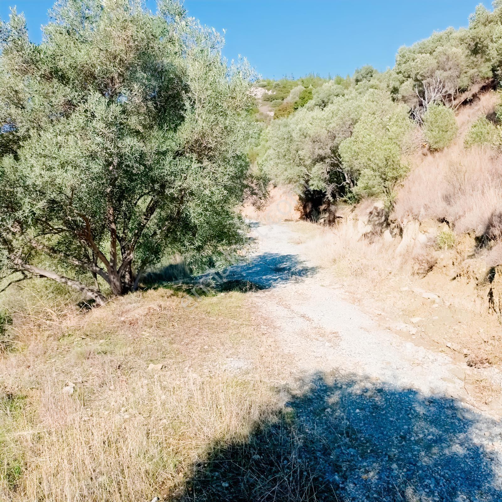 Söke Yenikent Mahallesinde Satılık 27 Dönüm Zeytinlik — fotoğraf 5