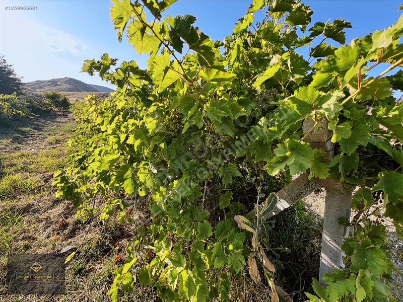Yurtbaşı'nda Evi, Havuzu Yetişmiş Bahçe&bağı Olan Harika Fırsat — fotoğraf 21
