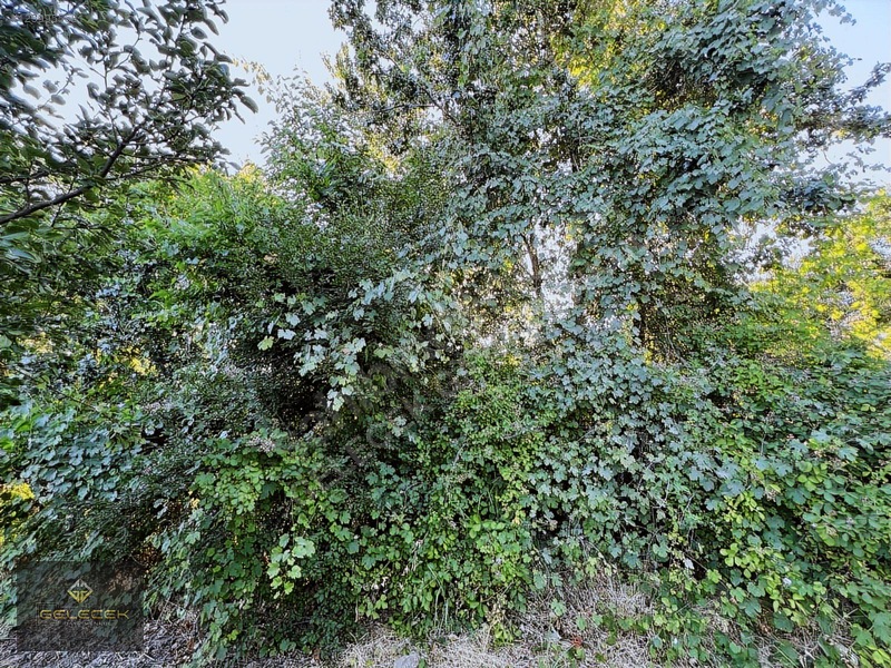 Yurtbaşı'nda Evi, Havuzu Yetişmiş Bahçe&bağı Olan Harika Fırsat — fotoğraf 27