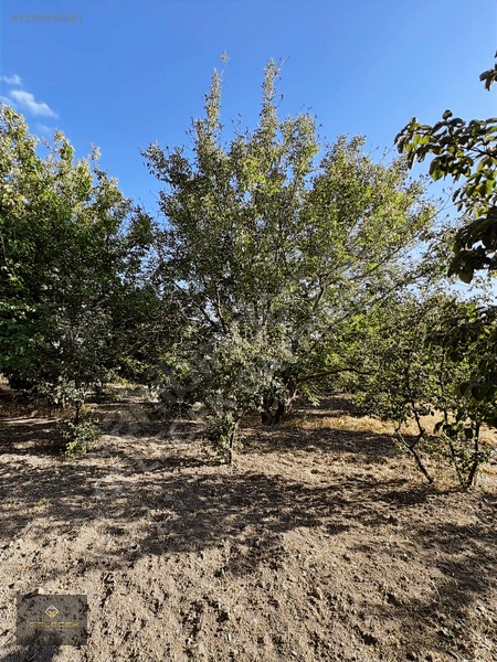 Yurtbaşı'nda Evi, Havuzu Yetişmiş Bahçe&bağı Olan Harika Fırsat — fotoğraf 30