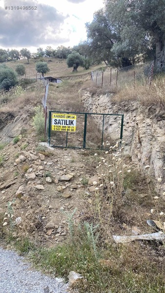 Satılık Tek Tapu Manzaralı Zeytinlik — fotoğraf 2