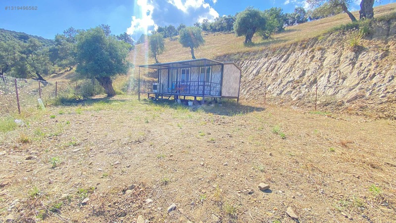 Satılık Tek Tapu Manzaralı Zeytinlik — fotoğraf 15