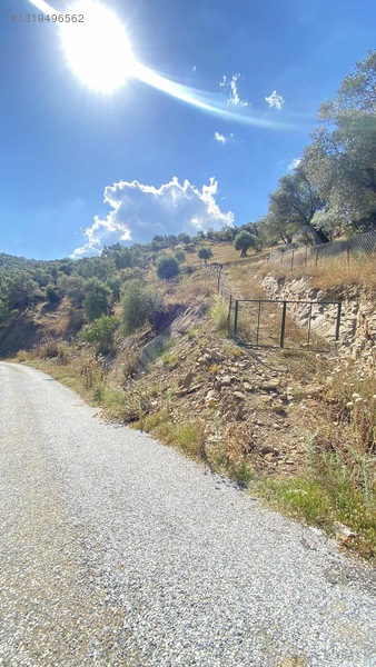 Satılık Tek Tapu Manzaralı Zeytinlik — fotoğraf 17