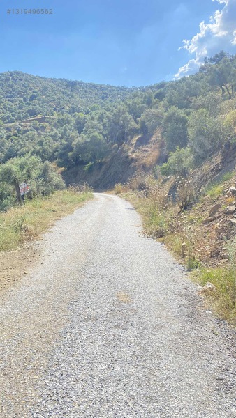 Satılık Tek Tapu Manzaralı Zeytinlik — fotoğraf 19
