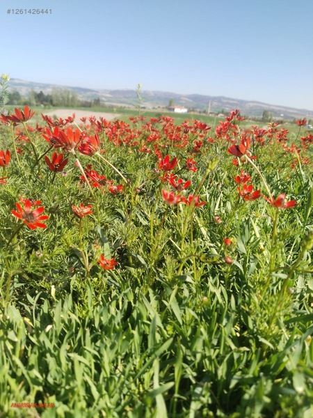 Alpagut Mahallesinde Çiftlik Fiyat Kısa Süreliğine — fotoğraf 2