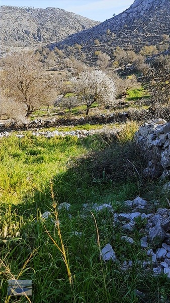 Cmm, Den Söğüt Taşlıca Da 2 Villalık Tarla — fotoğraf 4