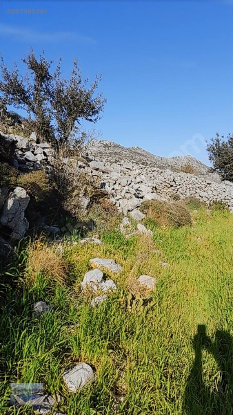 Cmm, Den Söğüt Taşlıca Da 2 Villalık Tarla — fotoğraf 9