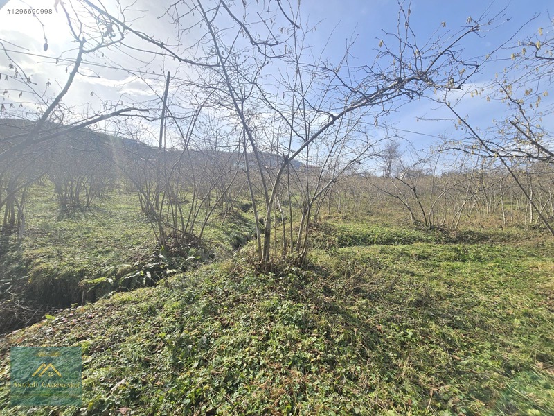 Anadolu Gayrimenkul'den Ordu Alembey'de Satılık Fındık Bahçesi — fotoğraf 2