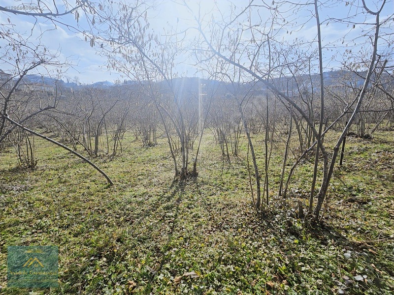 Anadolu Gayrimenkul'den Ordu Alembey'de Satılık Fındık Bahçesi — fotoğraf 8