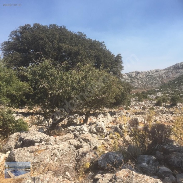 Cmm,den Söğüt Taşlıca Da Tarla — fotoğraf 4
