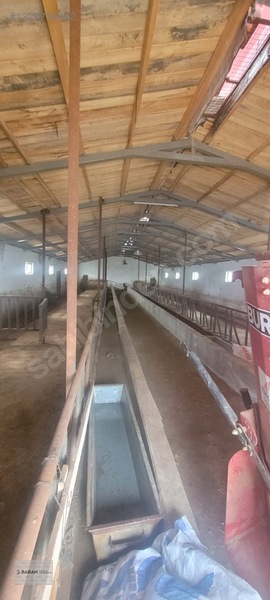 Soğukoluk Aktepe Mahallesi Satılık Besi Çiftliği — fotoğraf 10