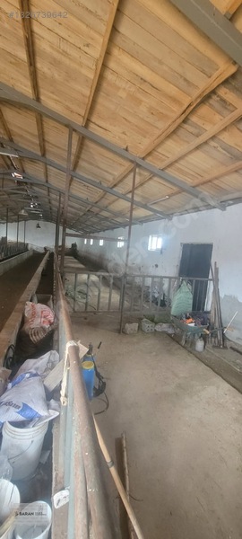 Soğukoluk Aktepe Mahallesi Satılık Besi Çiftliği — fotoğraf 12