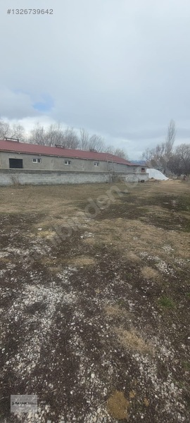 Soğukoluk Aktepe Mahallesi Satılık Besi Çiftliği — fotoğraf 18