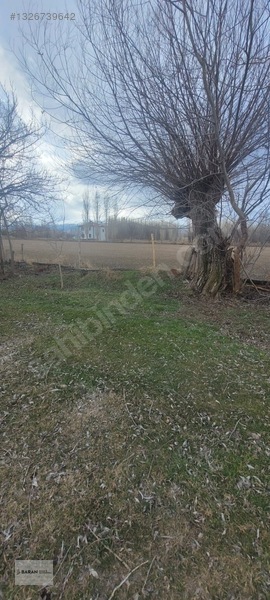 Soğukoluk Aktepe Mahallesi Satılık Besi Çiftliği — fotoğraf 23