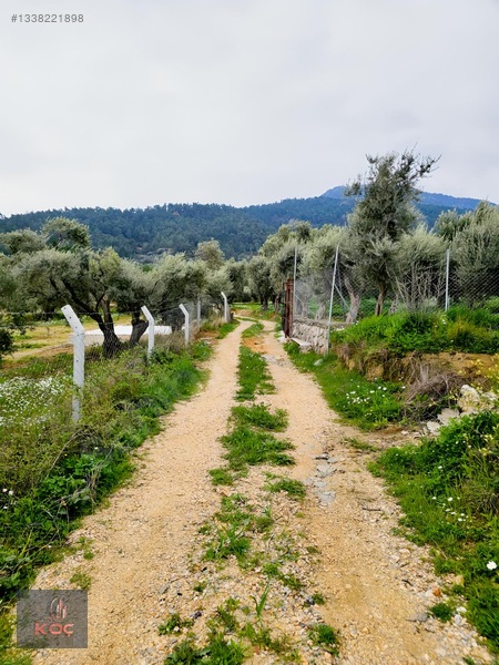 Kemalpaşa Armutlu 85yıl Cumhuriyet Satılık 960m² Zeytin Bahçesi — fotoğraf 2
