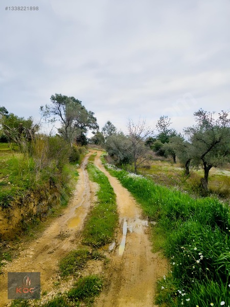 Kemalpaşa Armutlu 85yıl Cumhuriyet Satılık 960m² Zeytin Bahçesi — fotoğraf 3