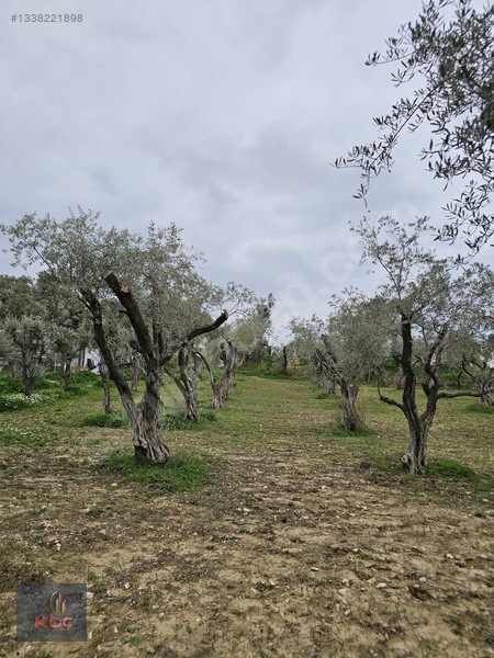 Kemalpaşa Armutlu 85yıl Cumhuriyet Satılık 960m² Zeytin Bahçesi — fotoğraf 4